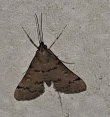 Piletocera macroperalis