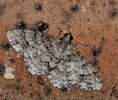 Myrioblephara desumpta