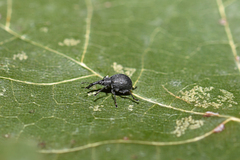 Cyanapion spencii