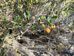 Escallonia illinita