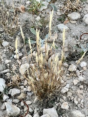 Enneapogon desvauxii