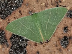 Urolitha bipunctifera