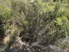 Escallonia illinita