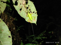Panacanthus cuspidatus