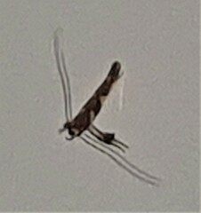 Caloptilia xanthopharella