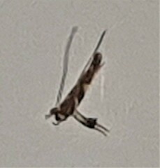 Caloptilia xanthopharella