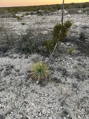 Yucca reverchonii