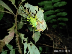 Panacanthus cuspidatus