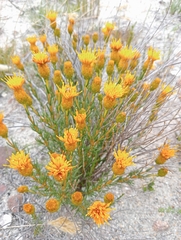 Pteronia tenuifolia