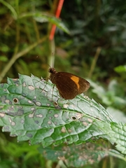 Ancistroides armatus