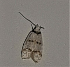 Chezala brachypepla