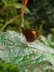 Ancistroides armatus