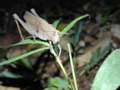 Colpolopha latipennis