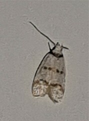 Chezala brachypepla