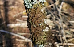 Melanohalea olivacea