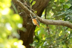 Alcedo atthis bengalensis