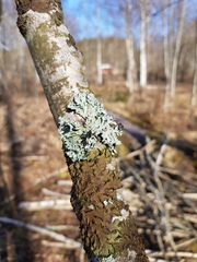 Melanohalea olivacea