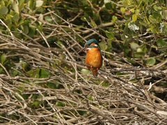 Alcedo atthis bengalensis