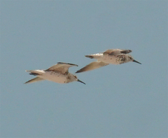 Calidris tenuirostris