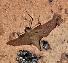 Endotricha approximalis