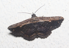 Selenisa sueroides