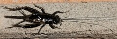 Teleogryllus commodus