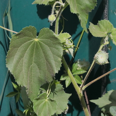 Abutilon mauritianum
