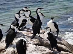 Phalacrocorax fuscescens