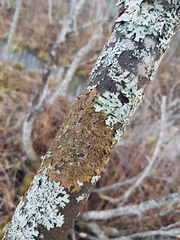 Melanohalea olivacea