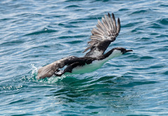 Phalacrocorax fuscescens