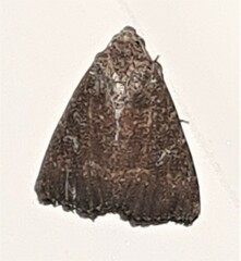 Condica illecta
