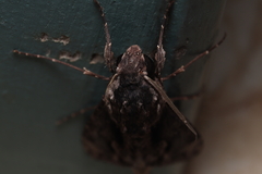 Erinnyis oenotrus