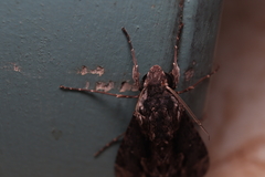 Erinnyis oenotrus