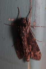 Erinnyis oenotrus