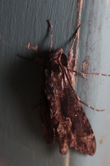 Erinnyis oenotrus