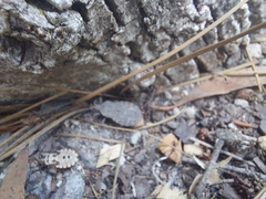 Spartocera brevicornis