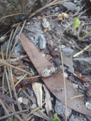 Spartocera brevicornis