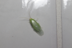 Panchlora