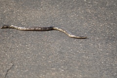 Afrotyphlops schlegelii