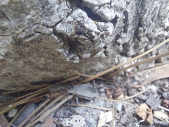 Spartocera brevicornis