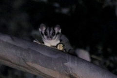 Petaurus norfolcensis