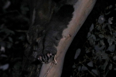 Petaurus norfolcensis