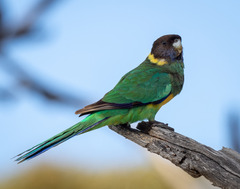 Barnardius zonarius zonarius