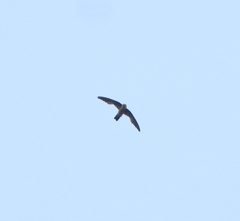 Aerodramus unicolor