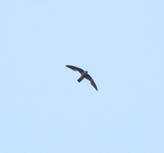 Aerodramus unicolor
