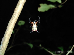Micrathena kirbyi