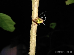 Micrathena kirbyi