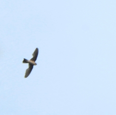 Aerodramus unicolor