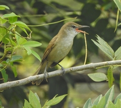 Acrocephalus stentoreus