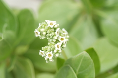 Heliotropium arboreum